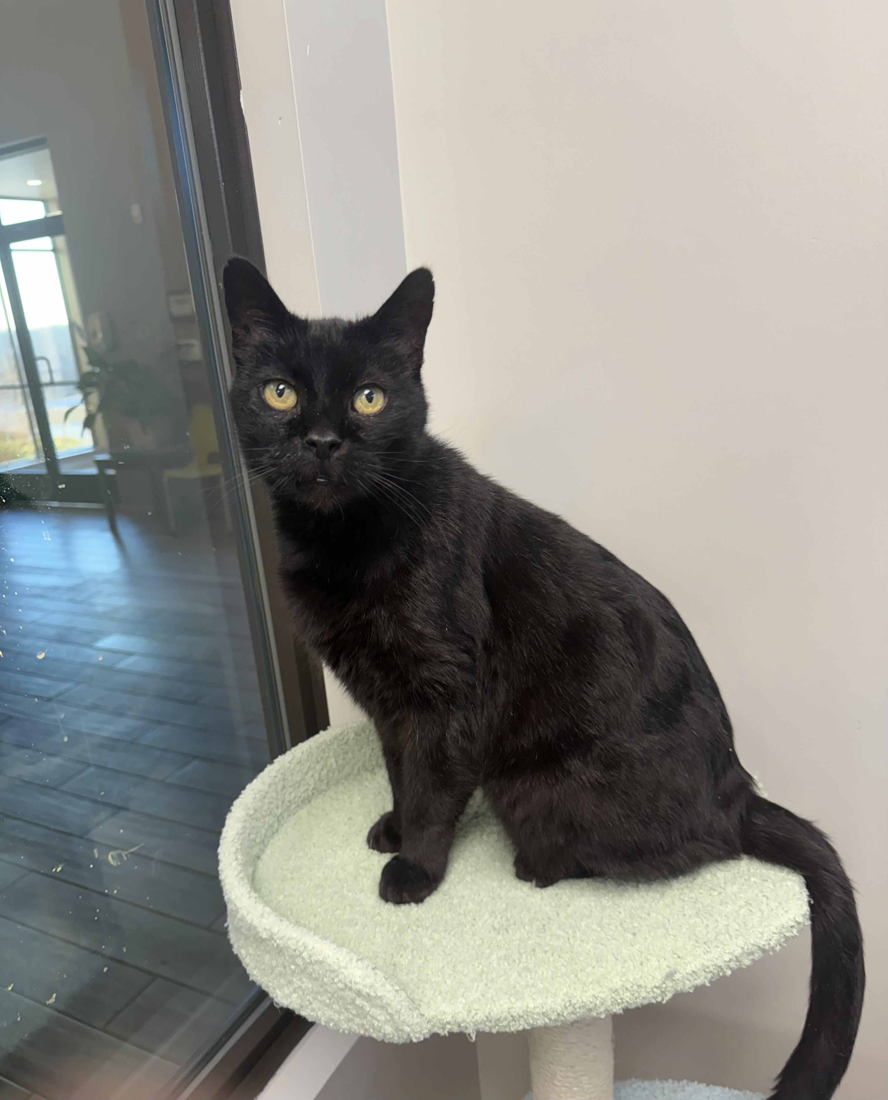 Enlarge Robert, an adopted mixed breed in Liberty, MO image 4/6