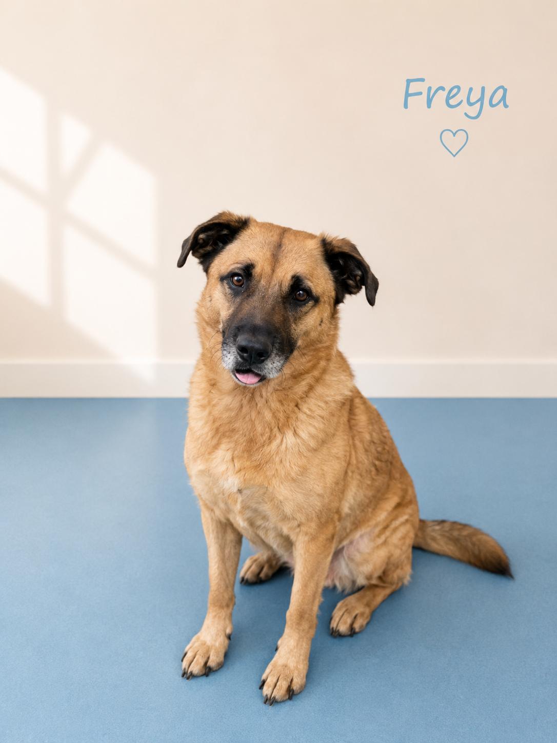Enlarge Freya, a ADOPTABLE mixed breed in Sylacauga, AL image 1/1