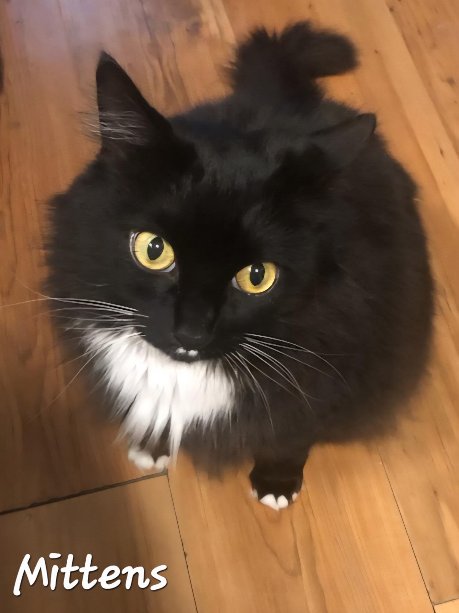 Mittens , Adoptable, Adult Male Domestic Long Hair.