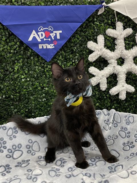 Enlarge PHANTOM, a Adoptable Domestic Medium Hair in Saskatoon, SK image 1/1