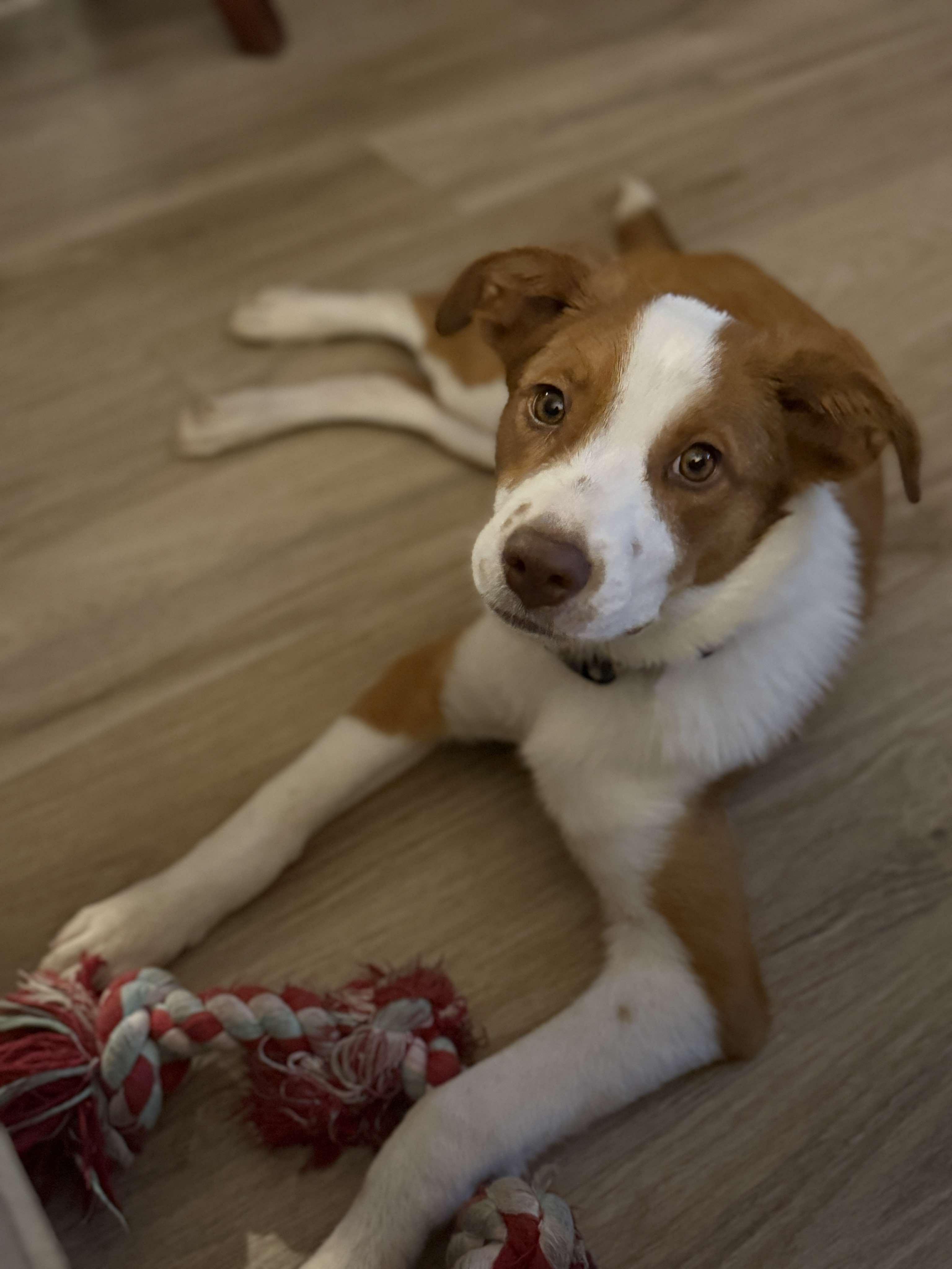 Noni, a Adopted mixed breed in Southington, CT image 1/6