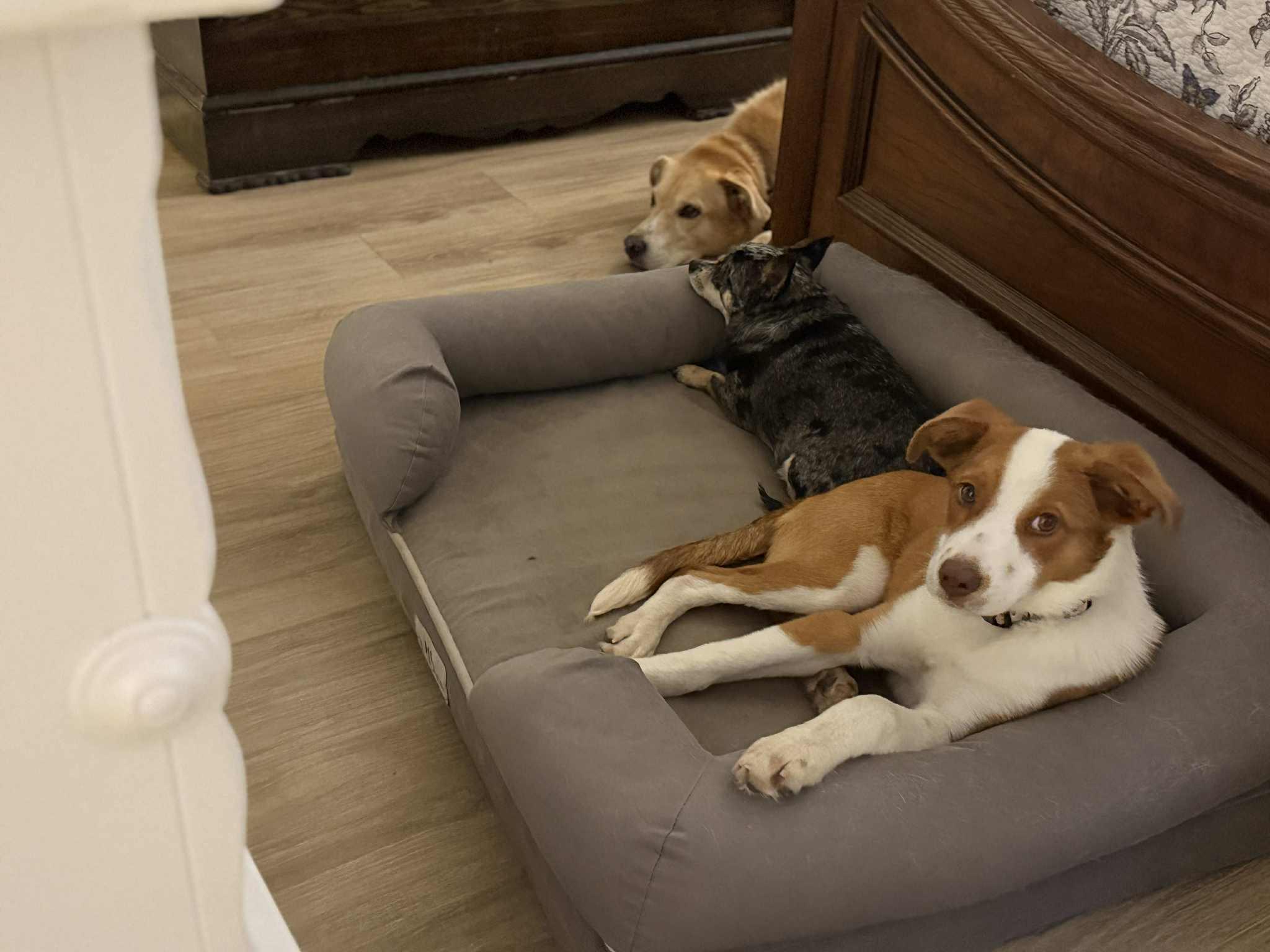 Noni, a Adopted mixed breed in Southington, CT image 3/6