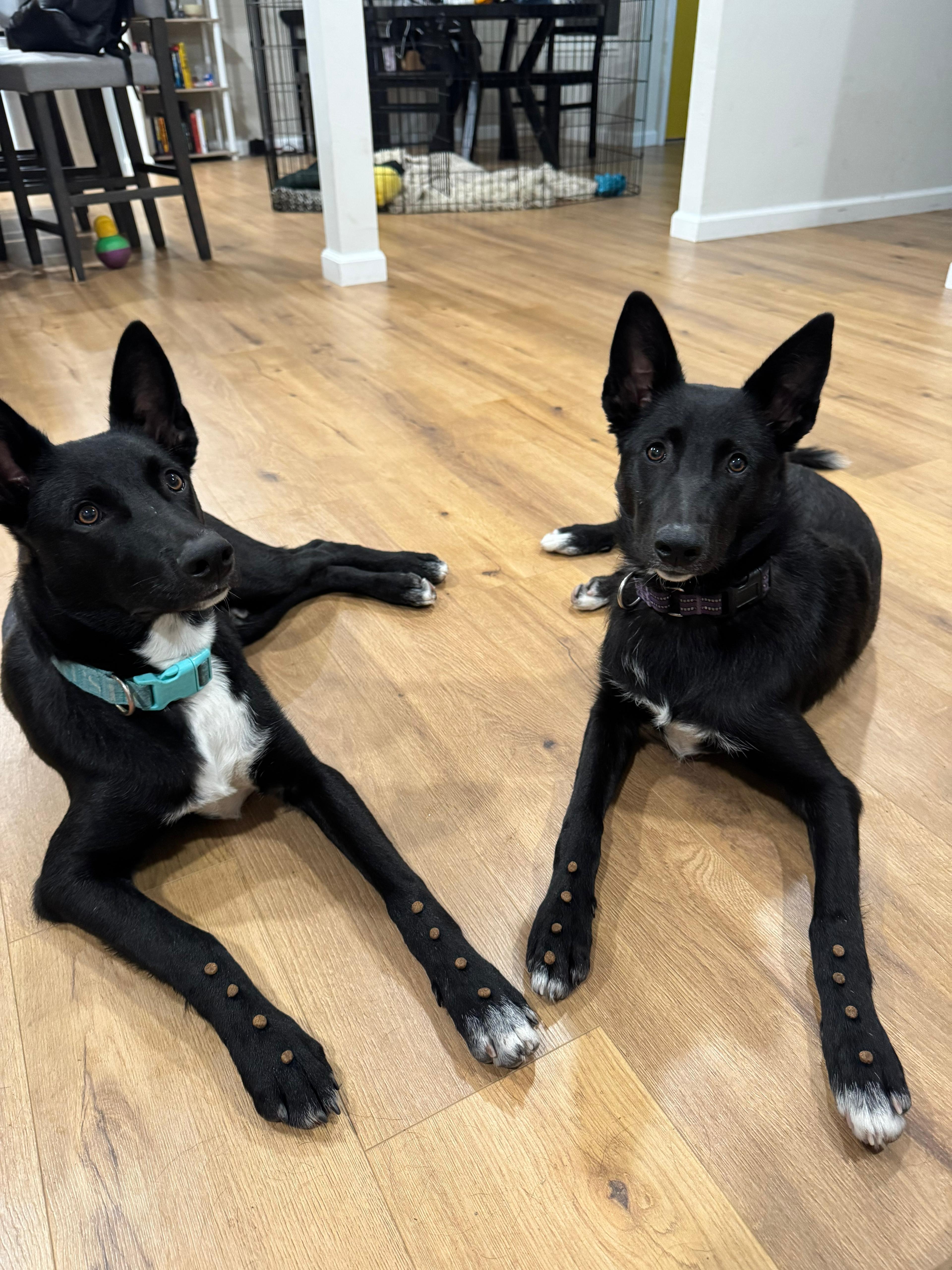 Enlarge Pietro, a Adopted mixed breed in Discovery Bay, CA image 1/6