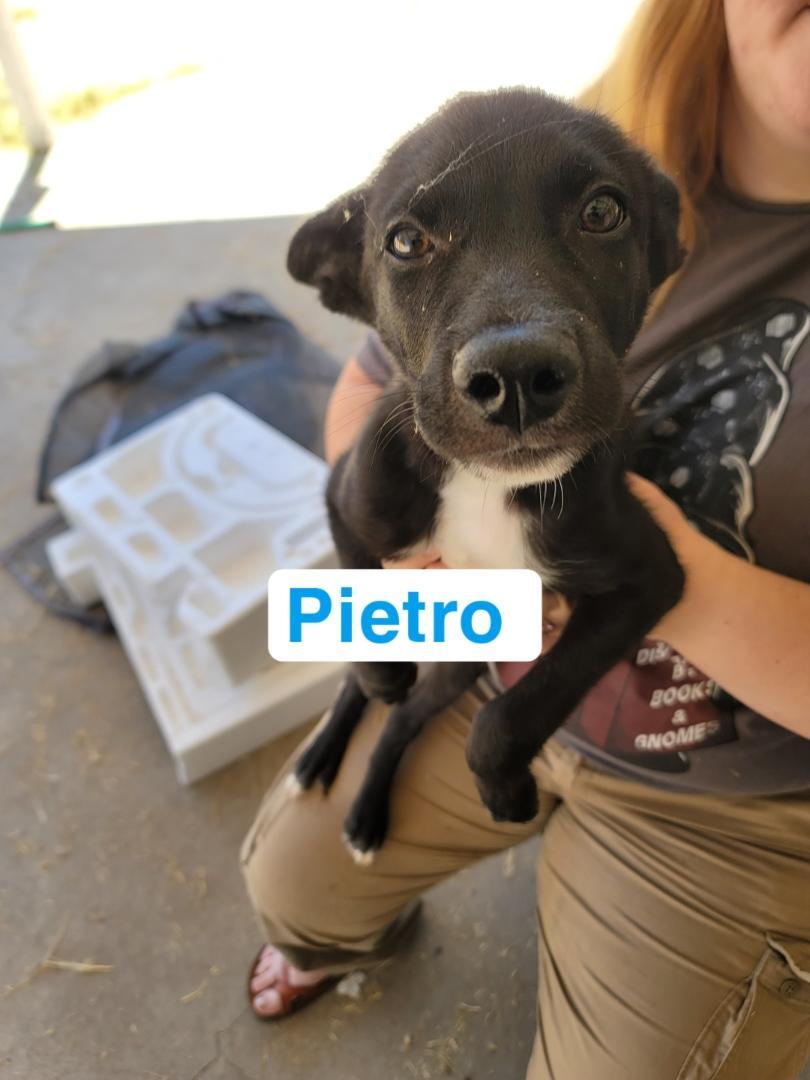 Enlarge Pietro, a Adopted mixed breed in Discovery Bay, CA image 2/6