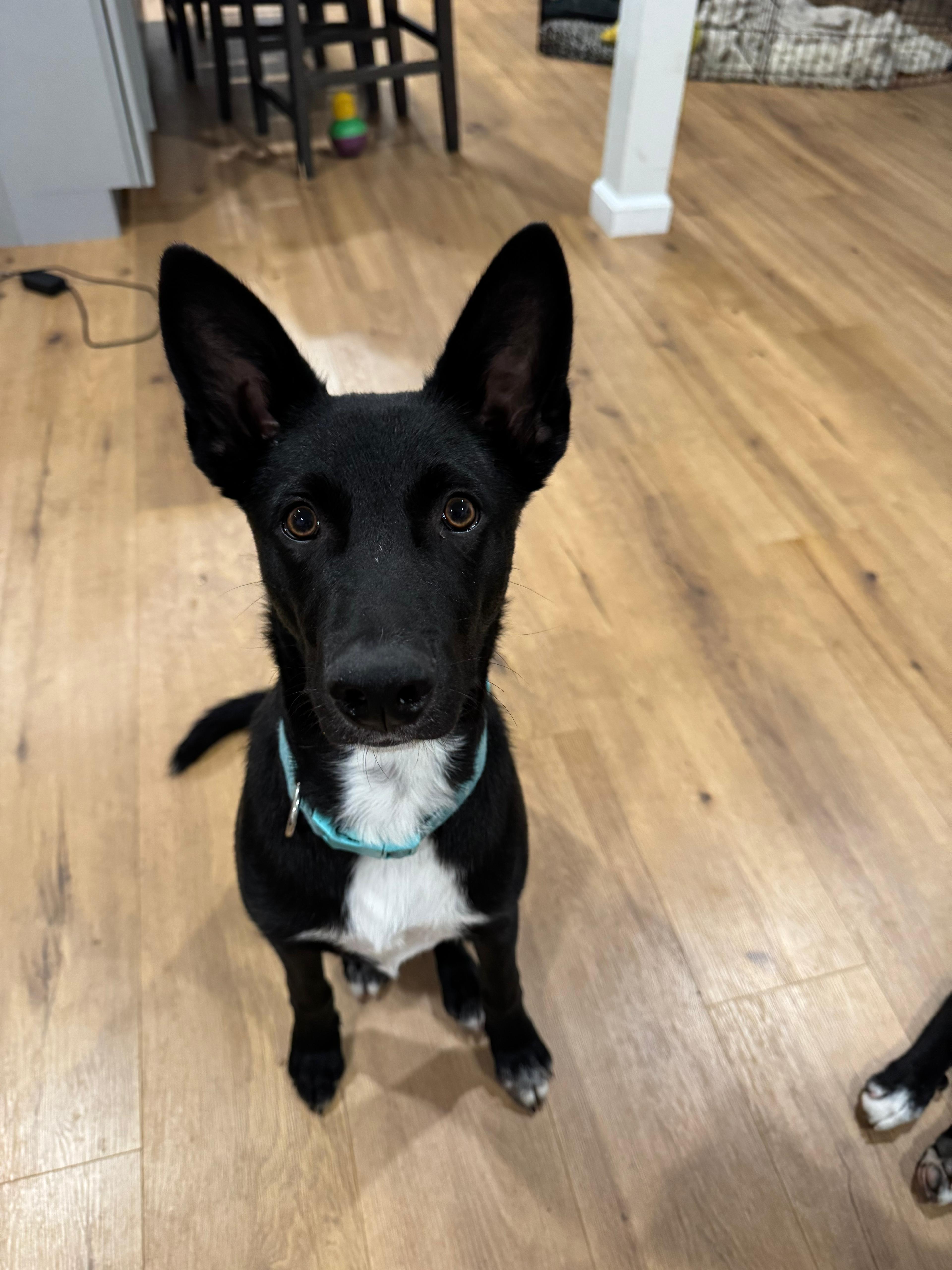 Enlarge Pietro, a Adopted mixed breed in Discovery Bay, CA image 5/6