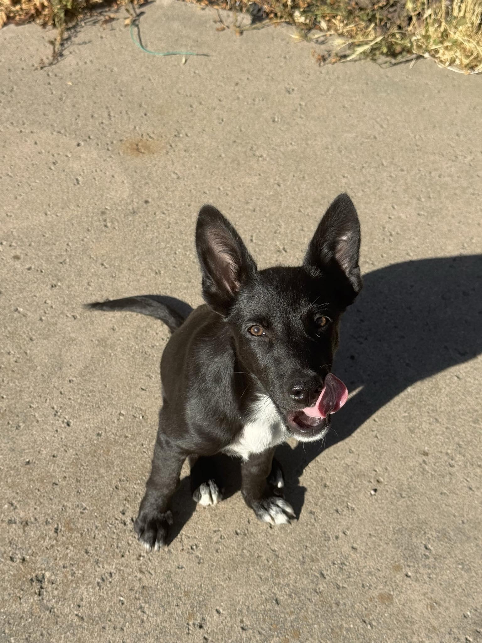 Enlarge Pietro, a Adopted mixed breed in Discovery Bay, CA image 6/6