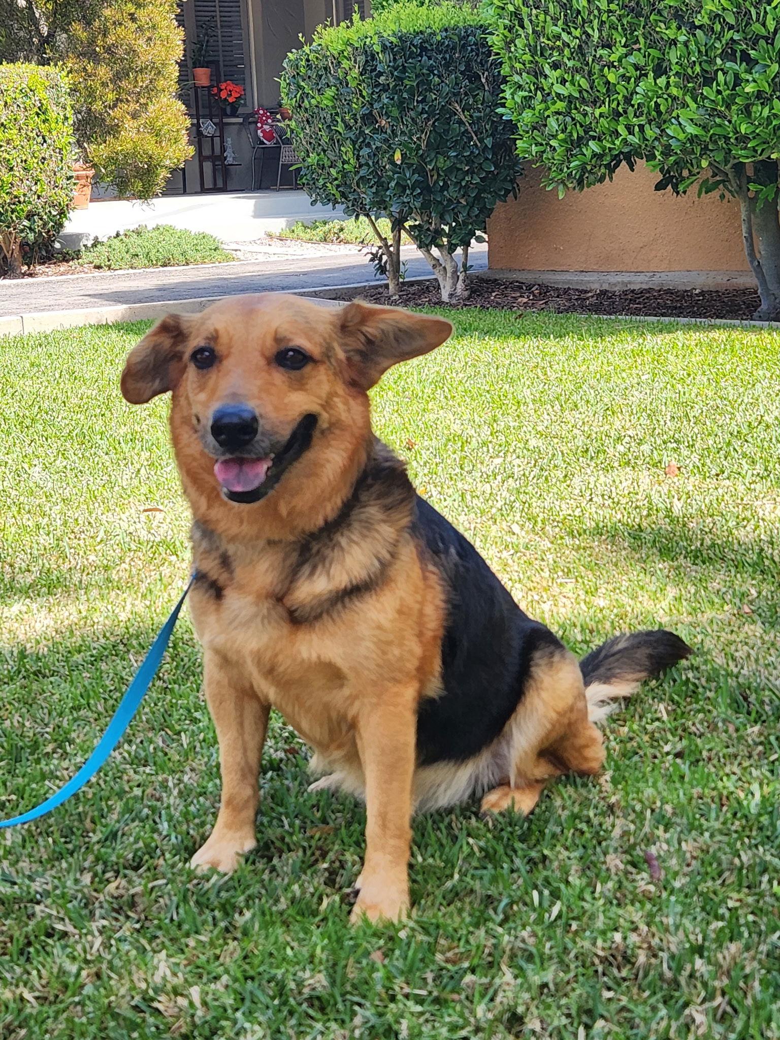 Enlarge Aria, a Adopted mixed breed in Orange, CA image 1/1