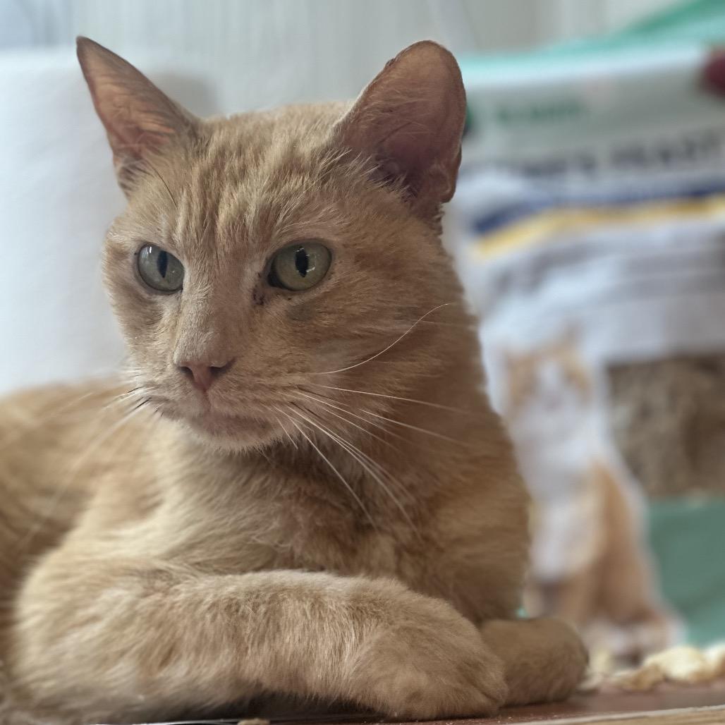 Spaghetti Eddi, Adoptable, Senior Male Domestic Short Hair.