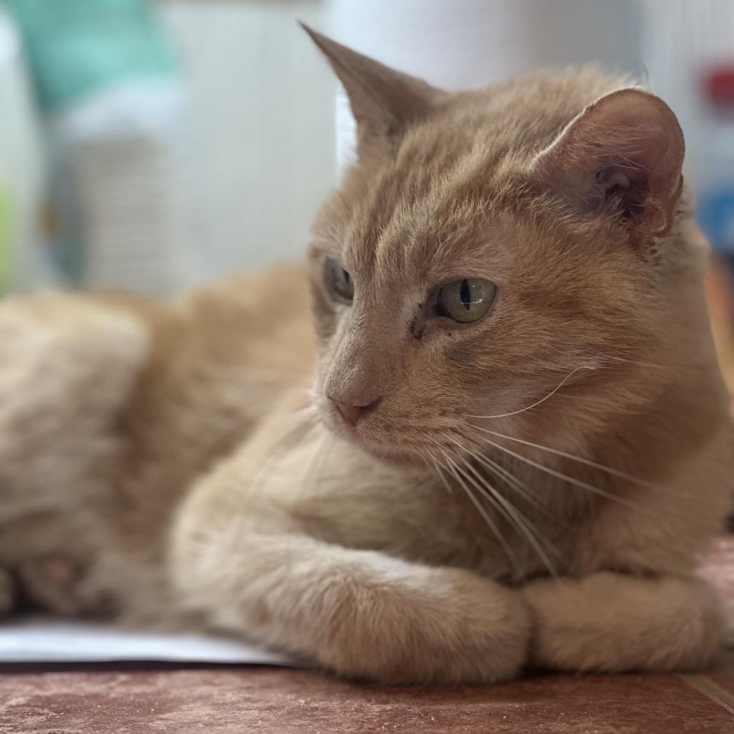 Spaghetti Eddi — thumbnail 3