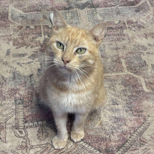 Spaghetti Eddi — thumbnail 4