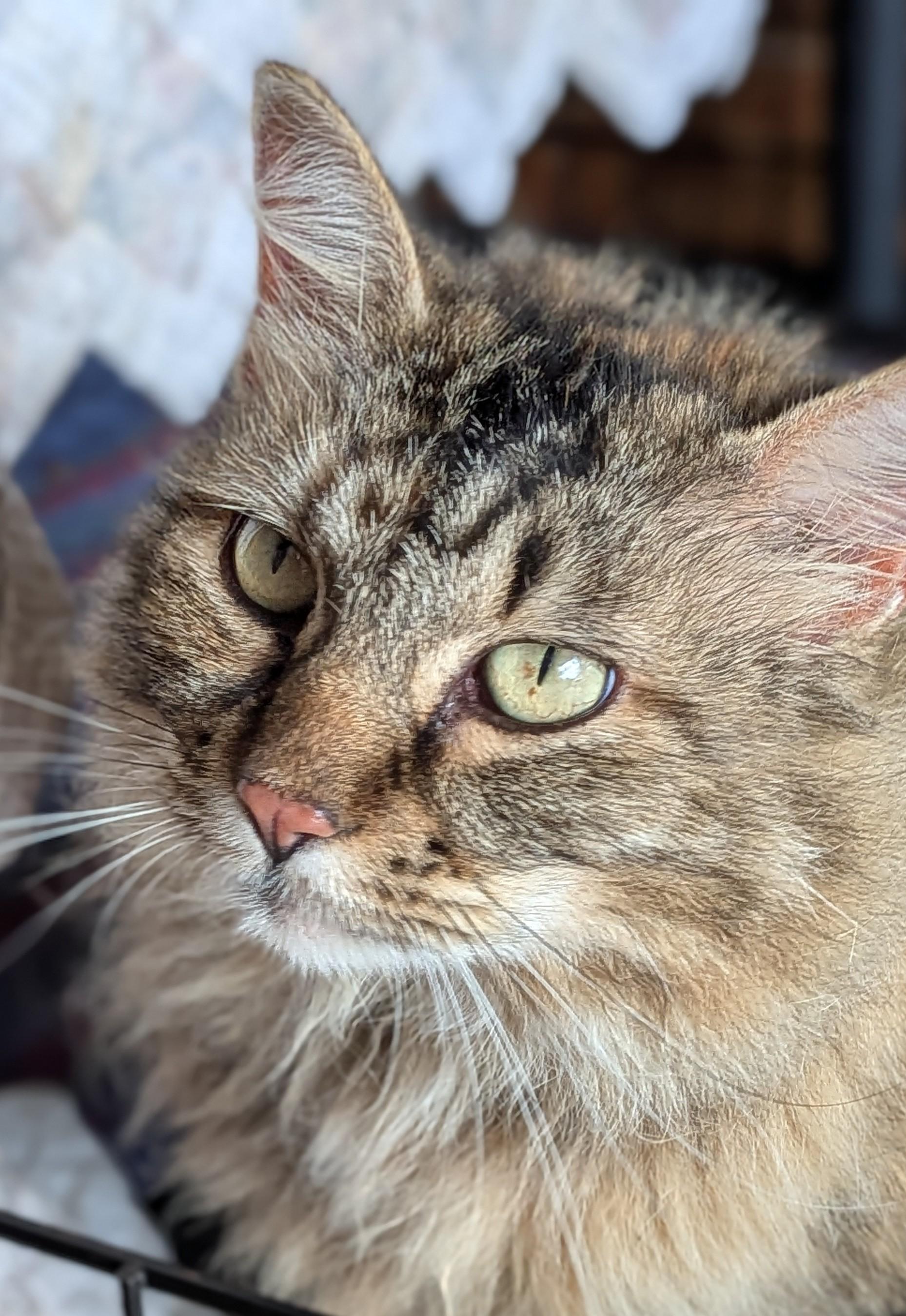 Corrine, a Adoptable mixed breed in Owatonna, MN image 3/5