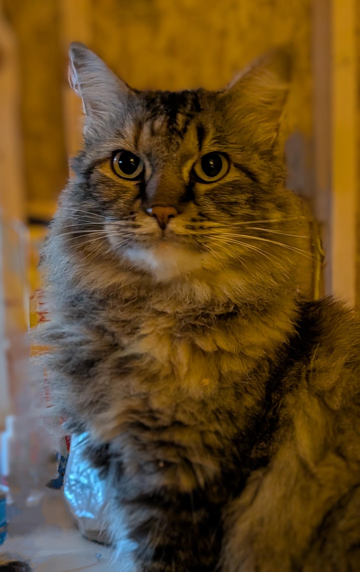 Corrine, a Adoptable mixed breed in Owatonna, MN image 4/5