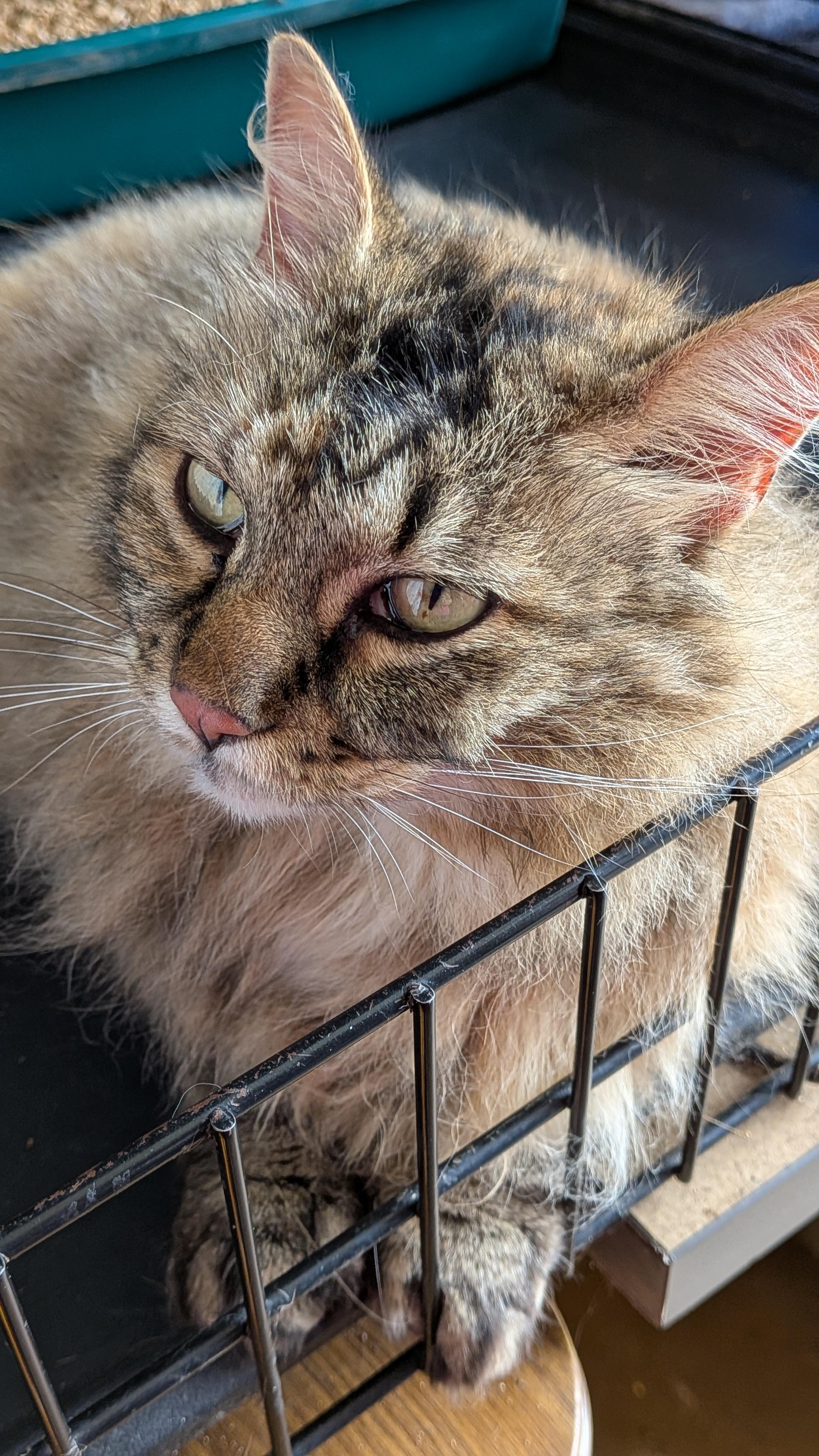 Corrine, a Adoptable mixed breed in Owatonna, MN image 5/5