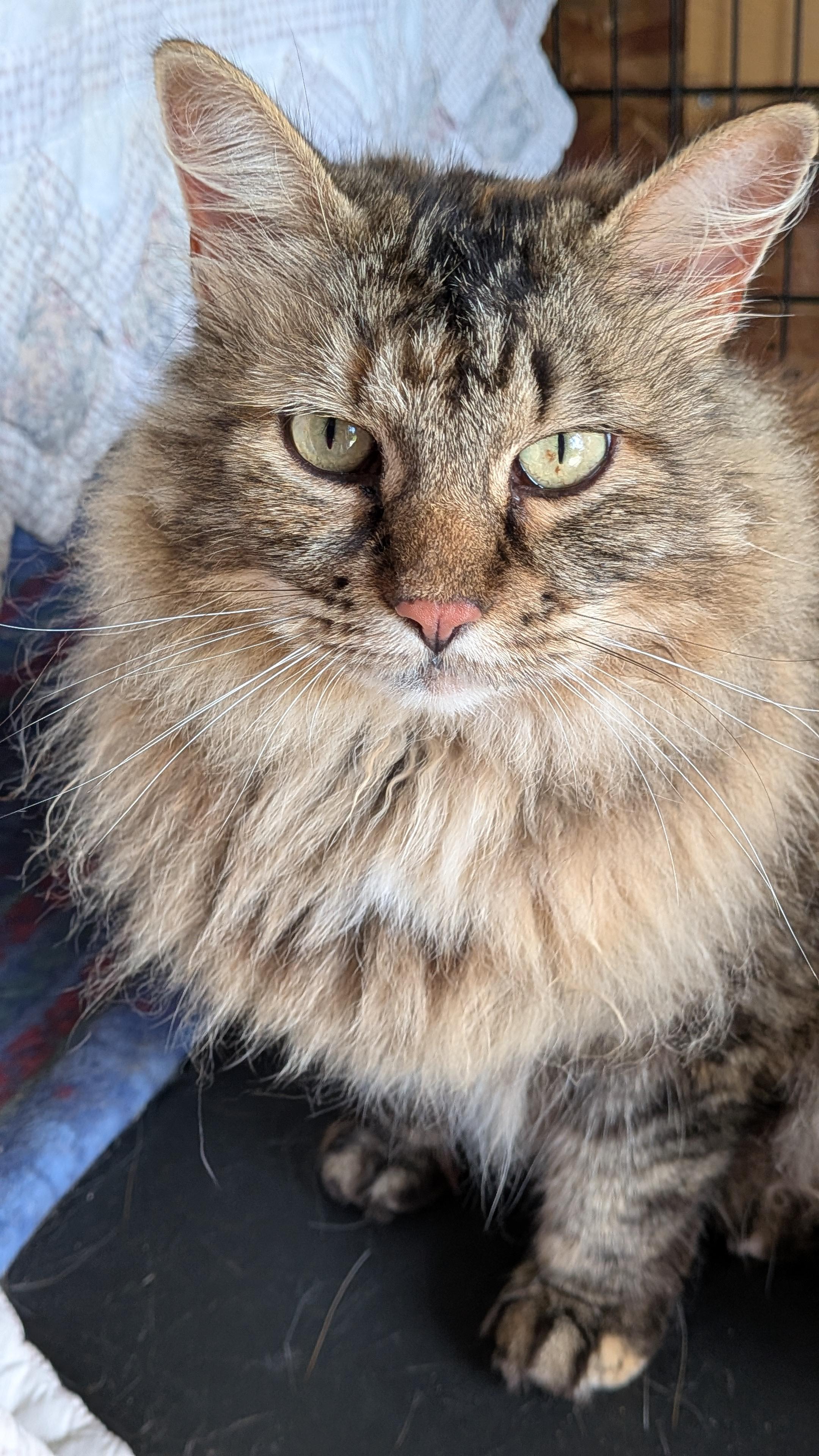 Corrine, a Adoptable mixed breed in Owatonna, MN image 2/5