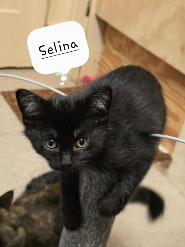 Selina Kyle, Adoptable, Kitten Female Domestic Short Hair.