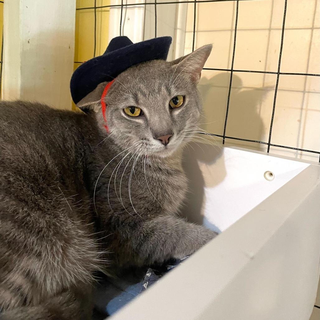 Chicken Neck, Adoptable, Adult Male Domestic Short Hair.