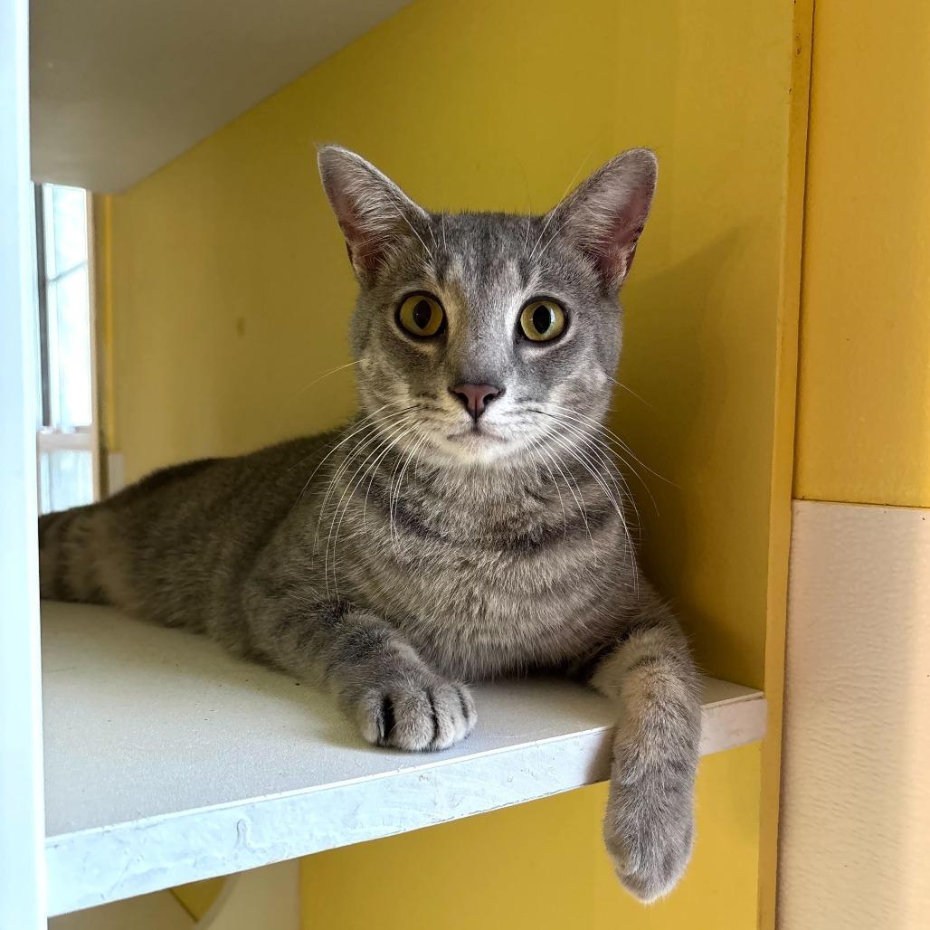 Enlarge Chicken Neck, a Adoptable Domestic Short Hair in Carencro, LA image 1/6