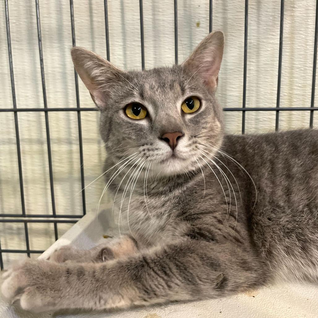 Enlarge Chicken Neck, a Adoptable Domestic Short Hair in Carencro, LA image 3/6