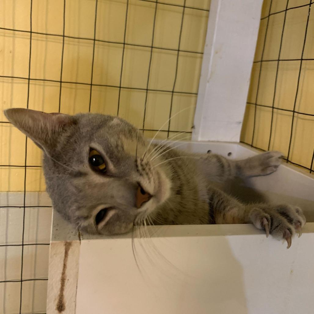 Enlarge Chicken Neck, a Adoptable Domestic Short Hair in Carencro, LA image 6/6