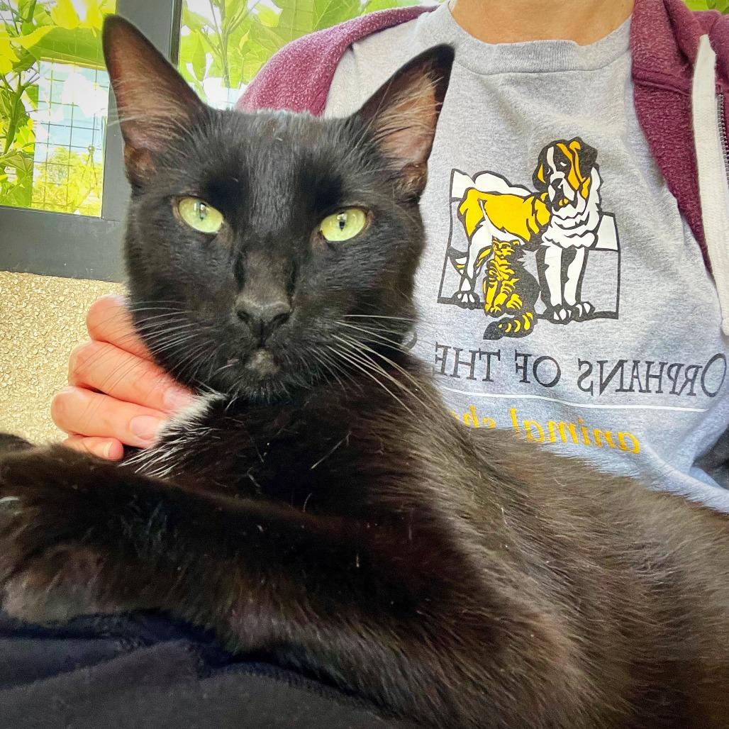 Sake, Adoptable, Senior Male Domestic Short Hair.