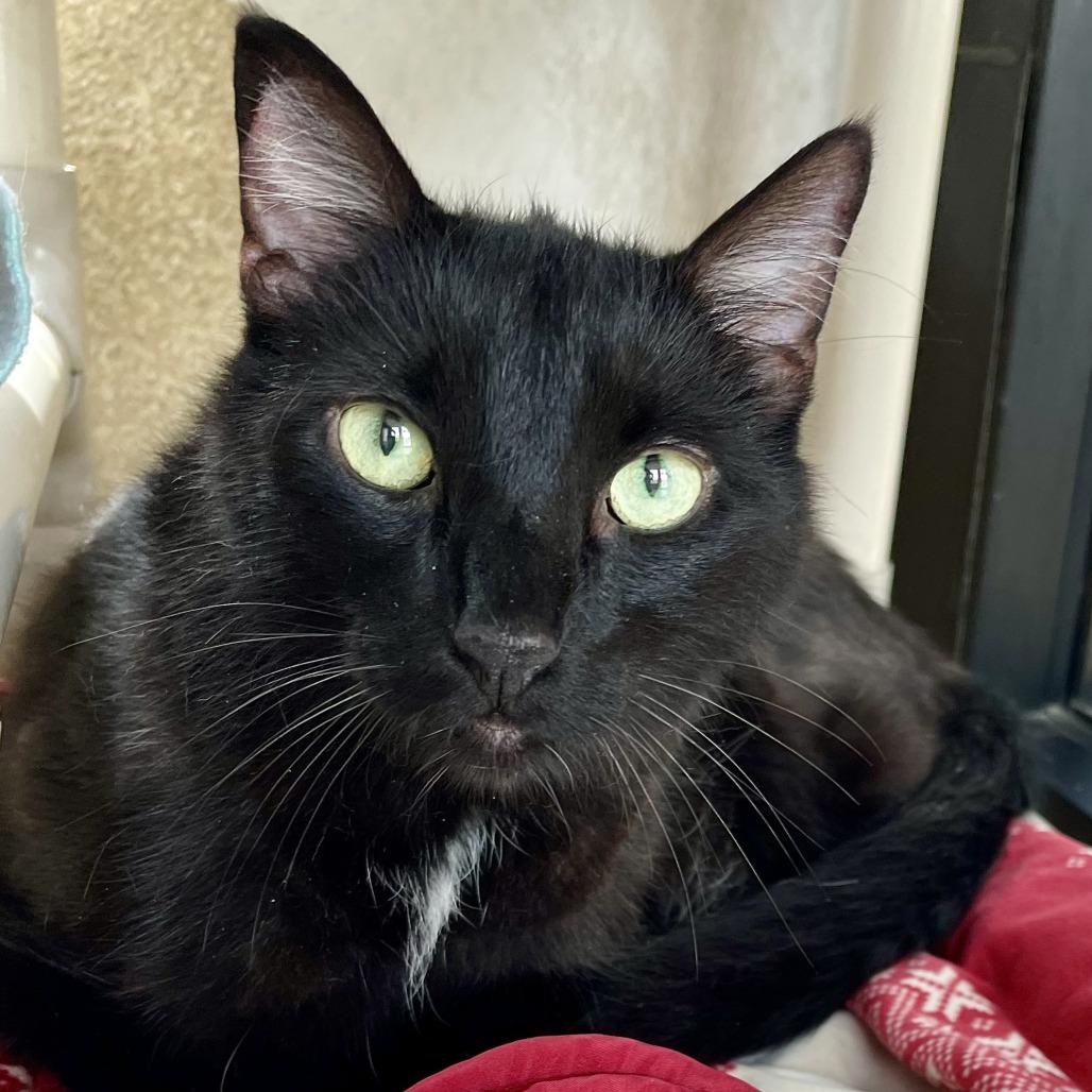 Enlarge Sake, a Adoptable Domestic Short Hair in Deerfield, IL image 2/5