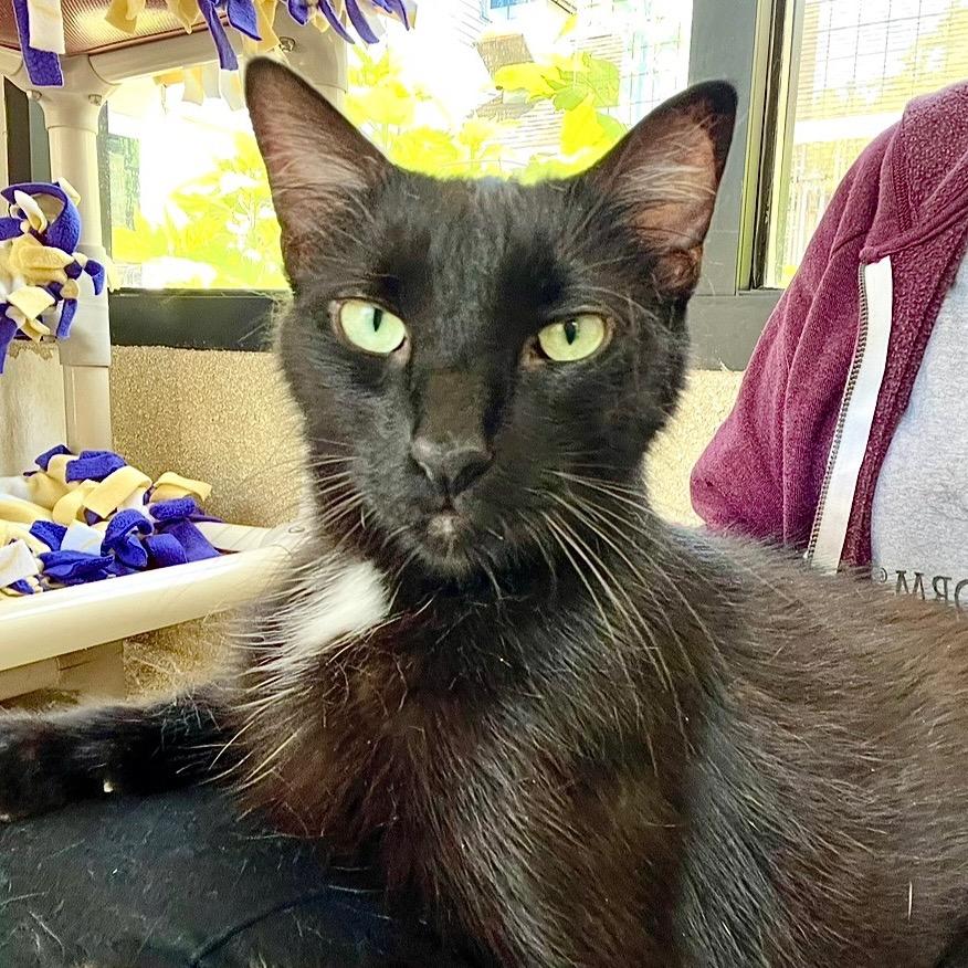 Enlarge Sake, a Adoptable Domestic Short Hair in Deerfield, IL image 3/5