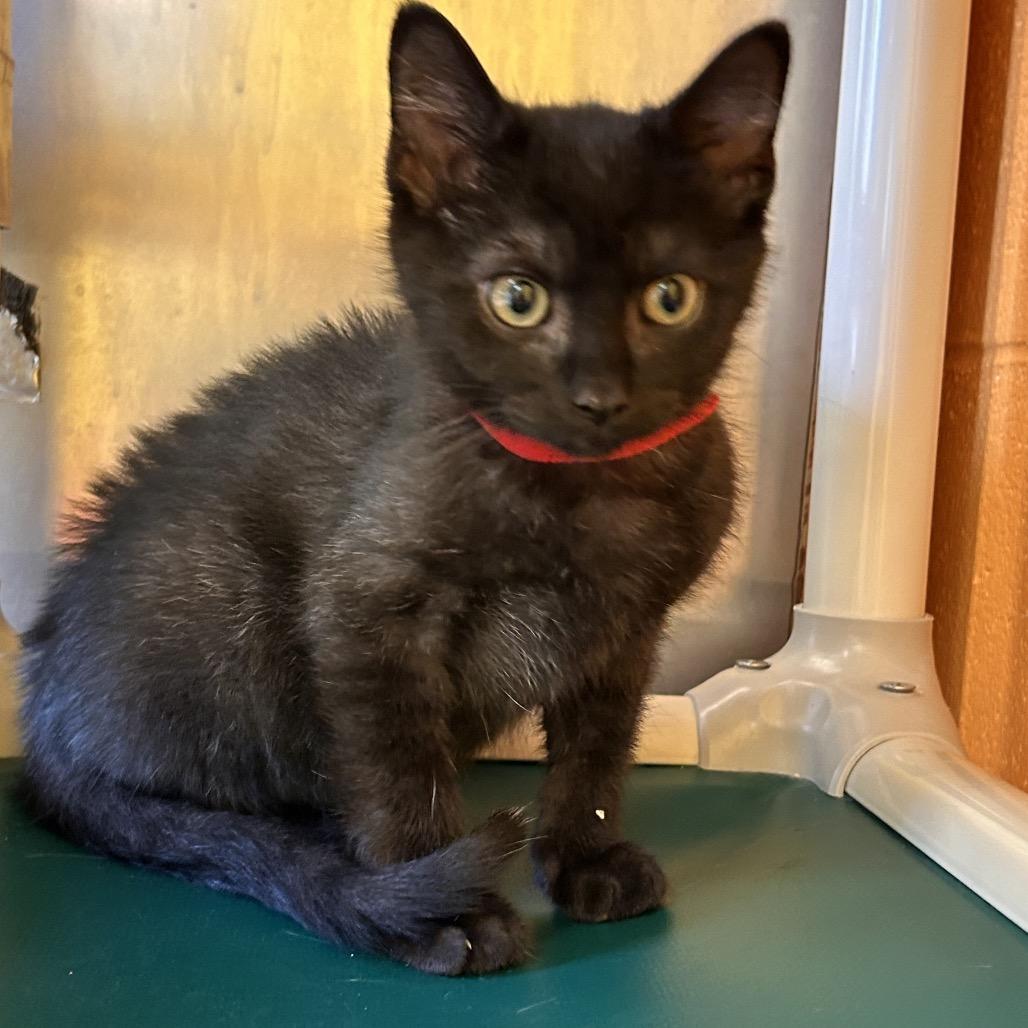 Andersen, Adoptable, Kitten Male Domestic Short Hair.