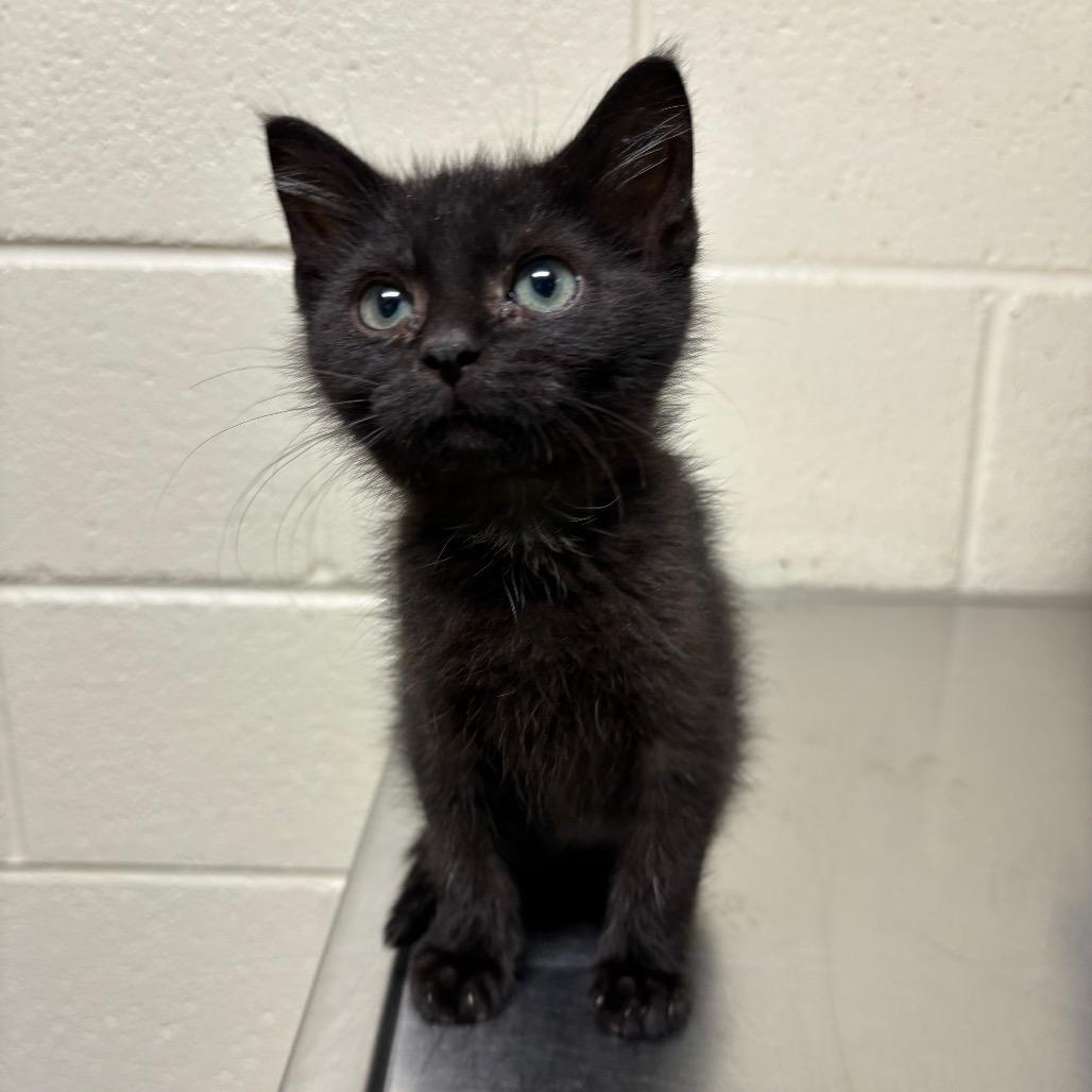 Andersen, a Adoptable Domestic Short Hair in Roxboro, NC image 2/4