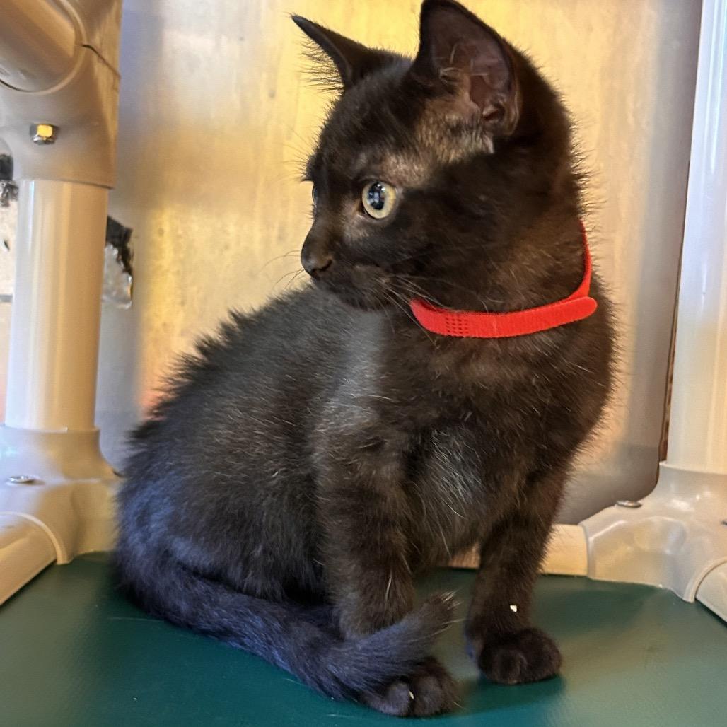 Andersen, a Adoptable Domestic Short Hair in Roxboro, NC image 3/4