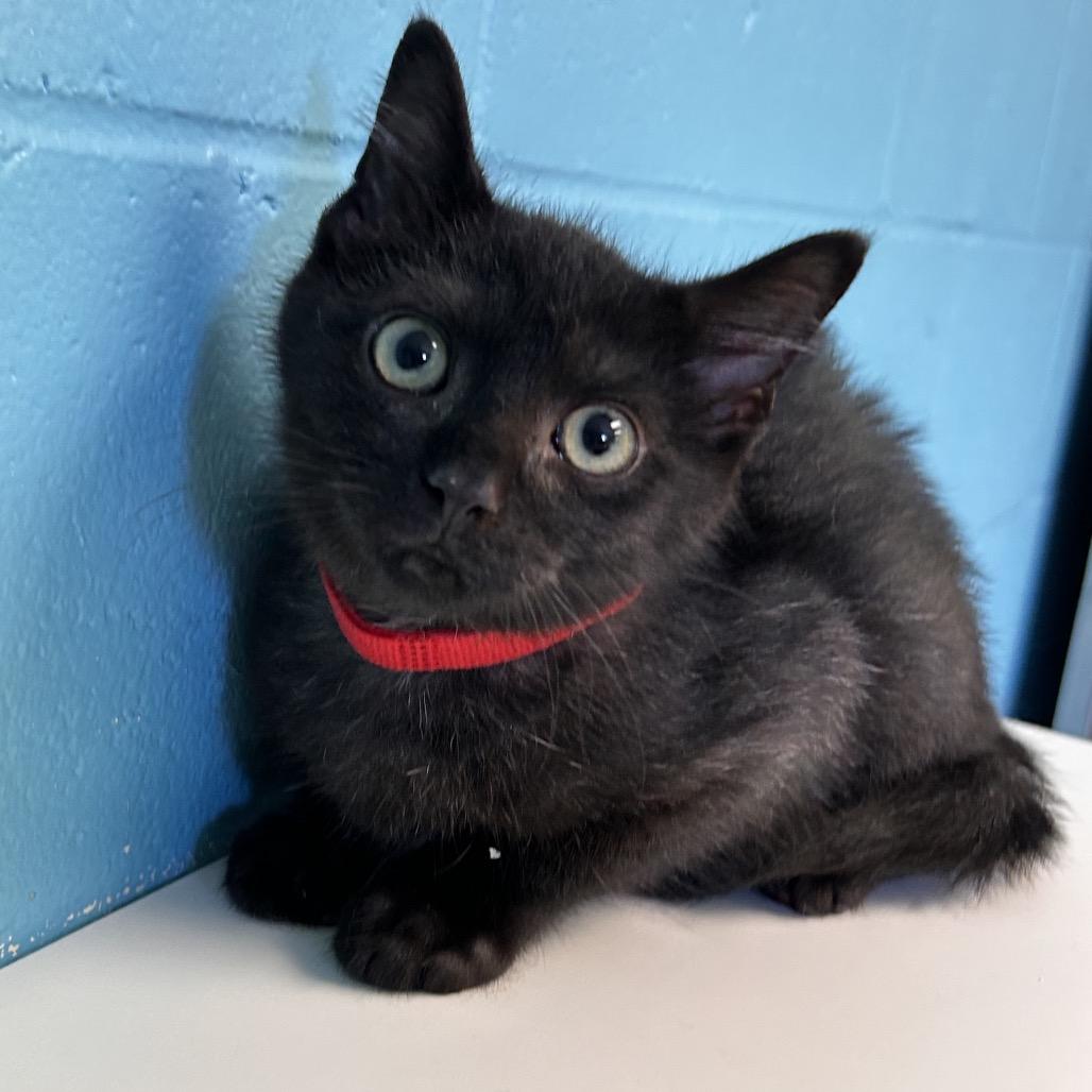 Andersen, a Adoptable Domestic Short Hair in Roxboro, NC image 4/4