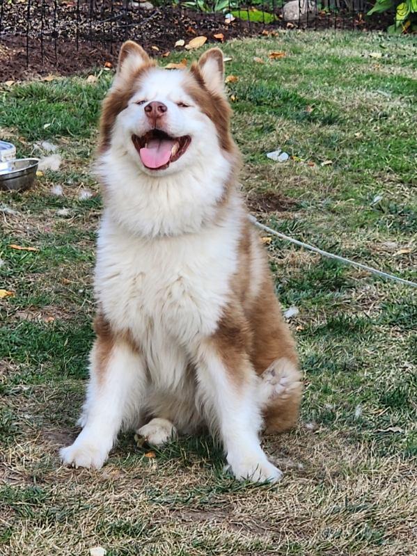 Enlarge Austin, a Adoptable Siberian Husky in Seattle, WA image 1/4