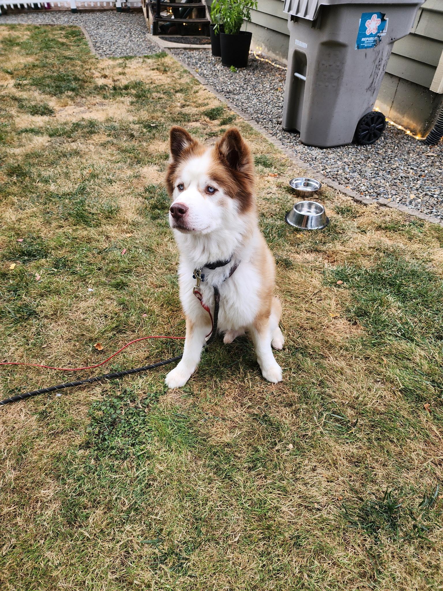 Enlarge Austin, a Adoptable Siberian Husky in Seattle, WA image 3/4