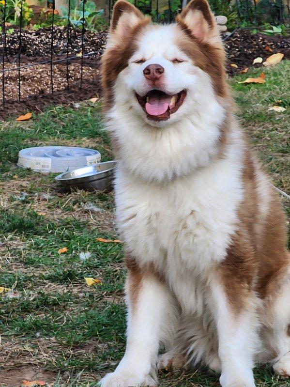 Enlarge Austin, a Adoptable Siberian Husky in Seattle, WA image 2/4