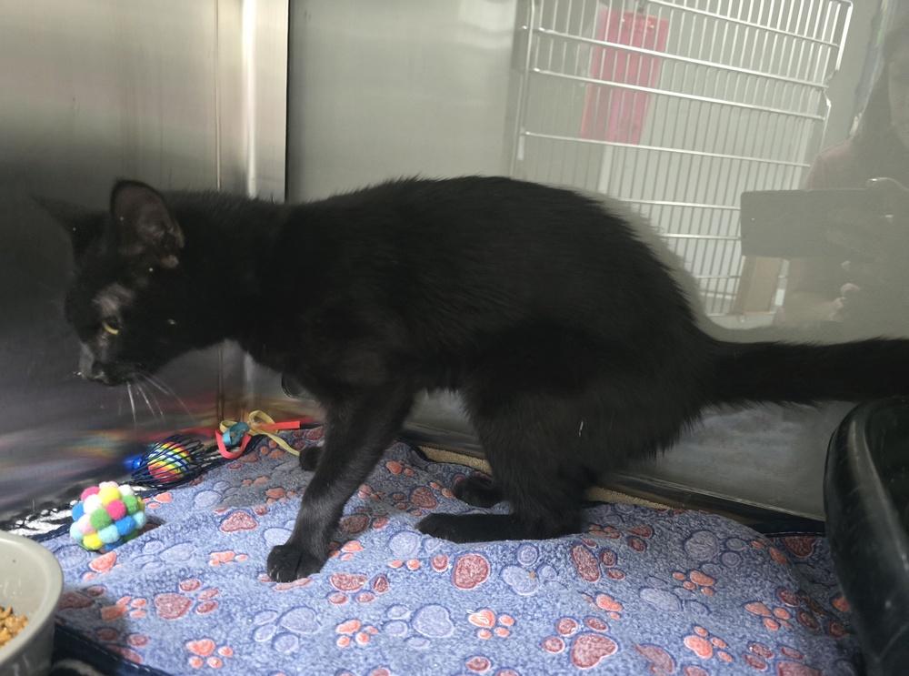 Whiskerbell, Adoptable, Adult Female Domestic Short Hair.