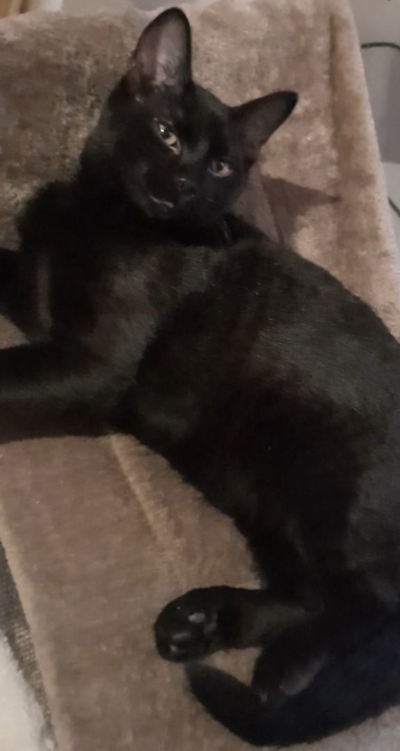 Jade, a Adopted Domestic Short Hair in Eagle Bridge, NY image 1/2