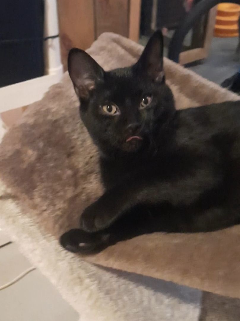 Jade, a Adopted Domestic Short Hair in Eagle Bridge, NY image 2/2