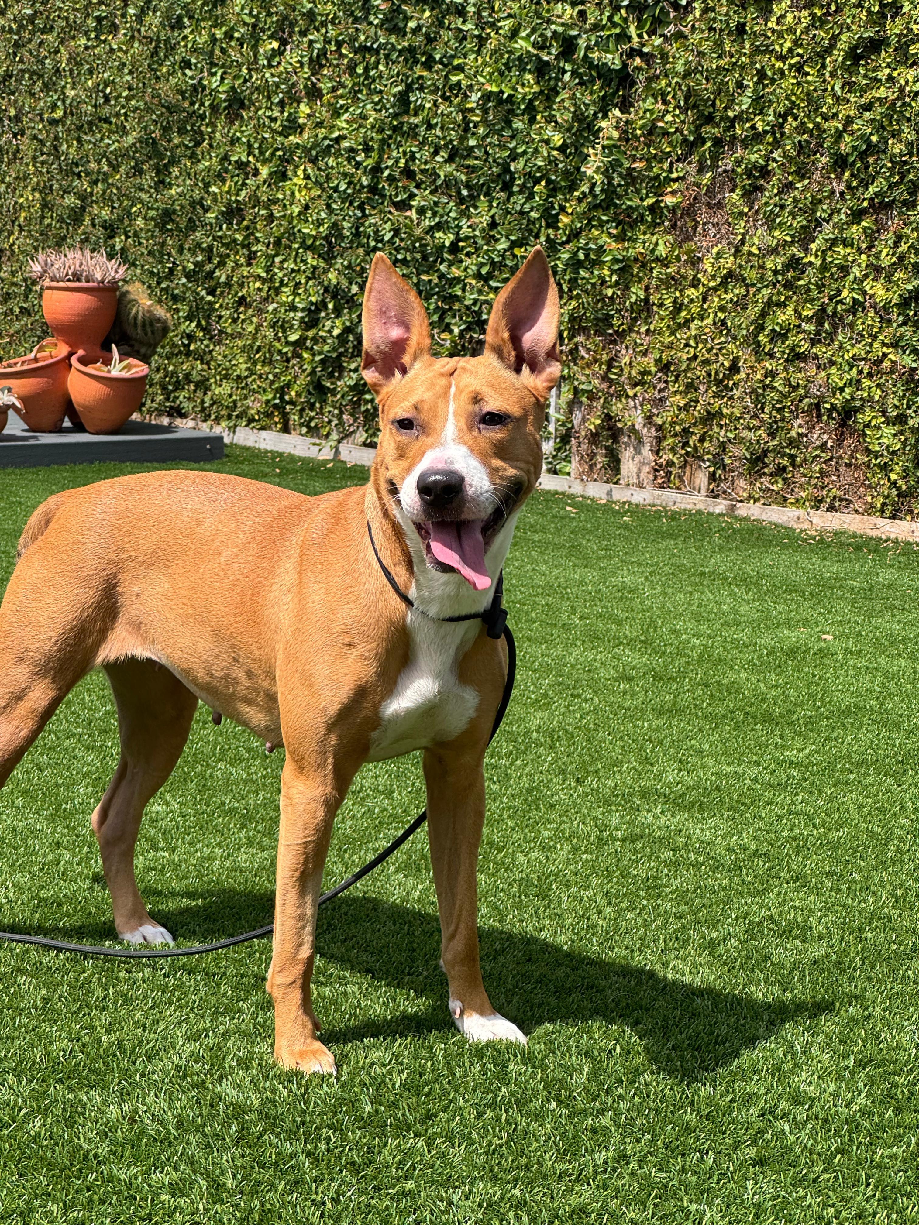 Aela, a ADOPTABLE Basenji in Miami, FL image 6/6