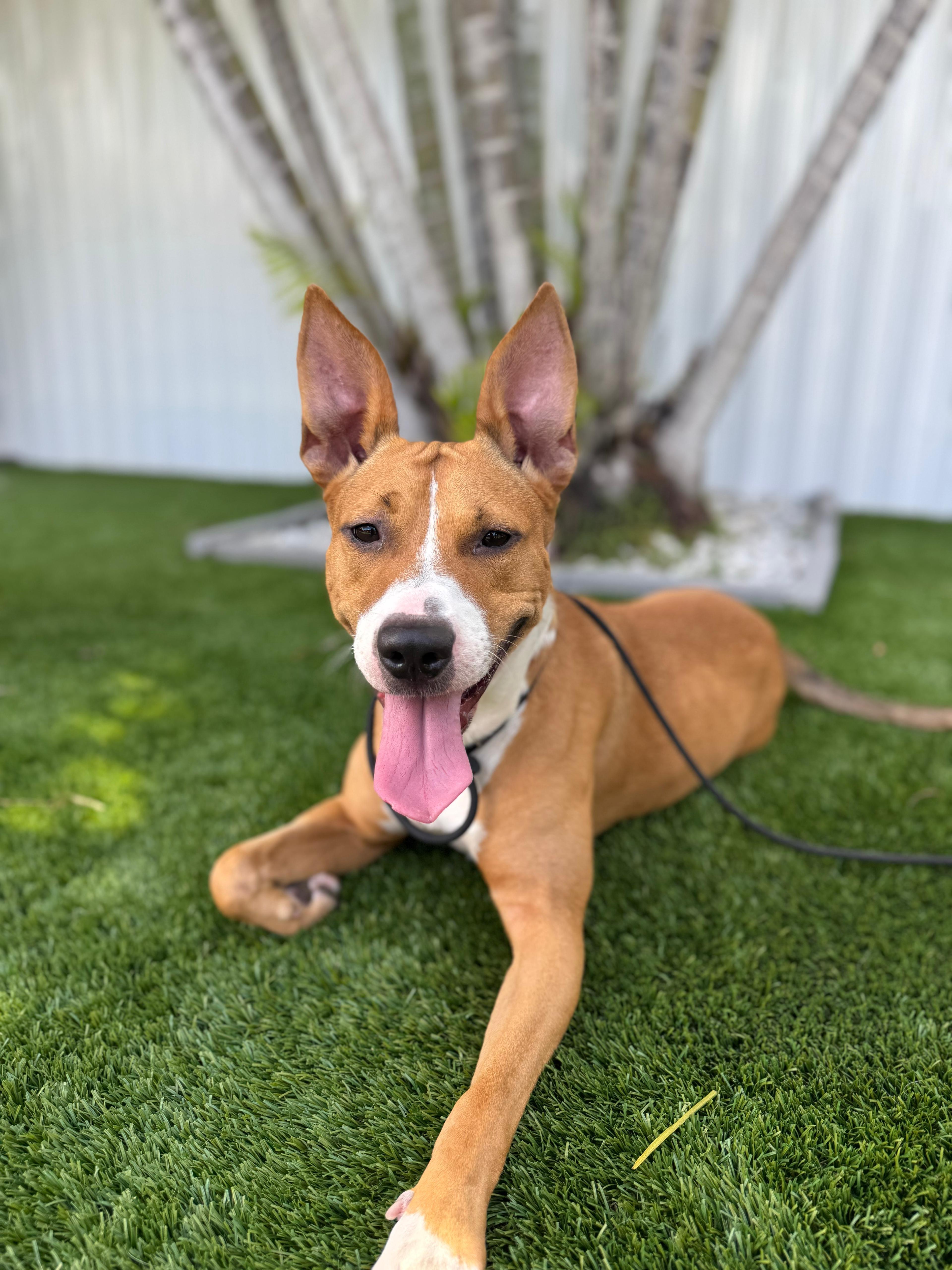 Aela, a ADOPTABLE Basenji in Miami, FL image 1/6