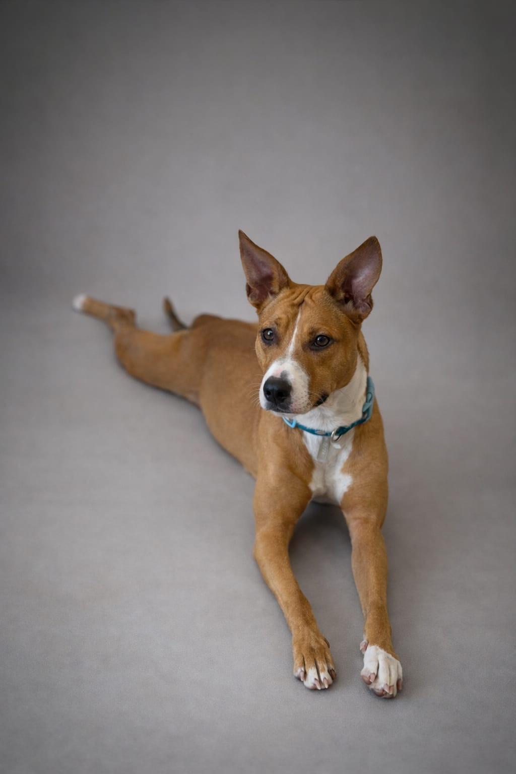 Aela, a ADOPTABLE Basenji in Miami, FL image 3/6