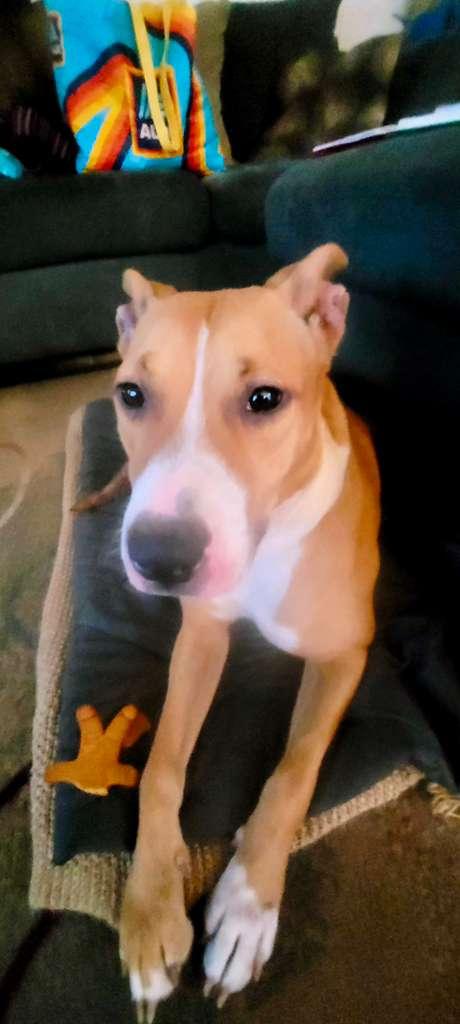 Aela, a ADOPTABLE Basenji in Miami, FL image 5/6