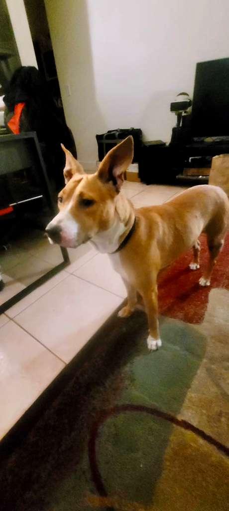 Aela, a ADOPTABLE Basenji in Miami, FL image 4/6