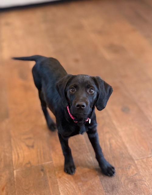 zara, Adopted, Young Female Golden Retriever & Labrador Retriever.