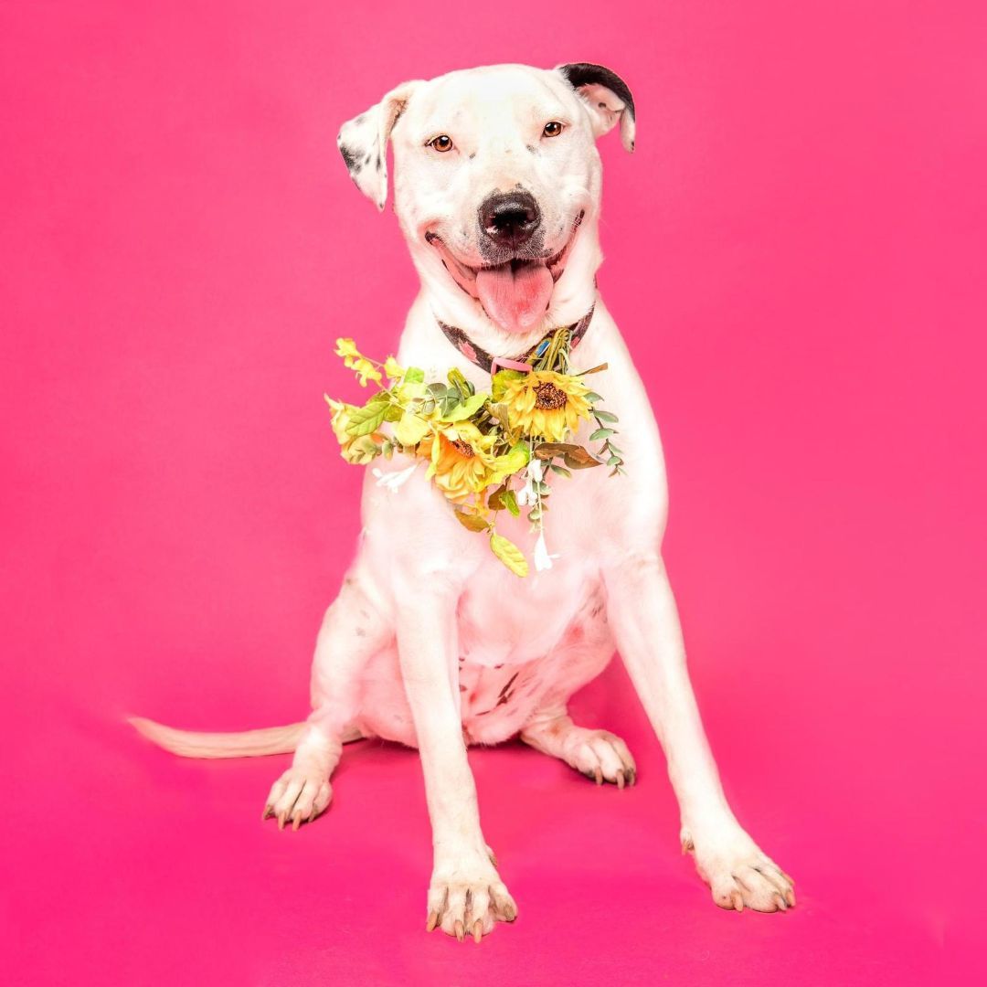 Sweety, a Adoptable mixed breed in Gilroy, CA image 2/6