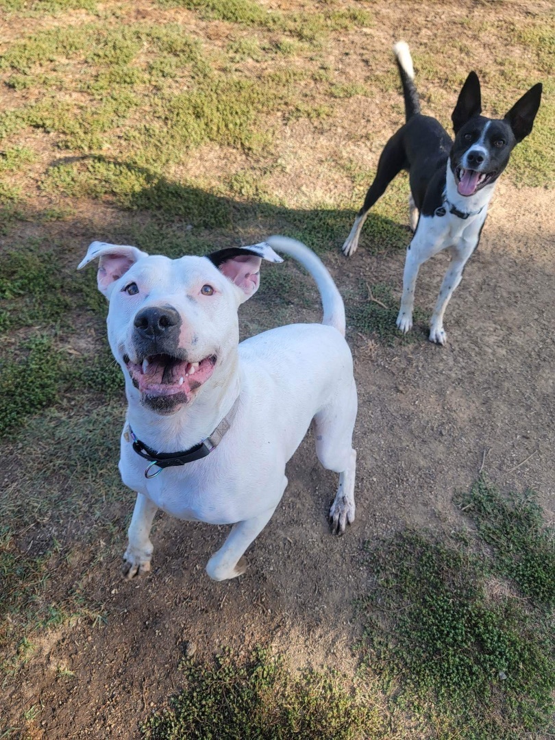 Sweety, a Adoptable mixed breed in Gilroy, CA image 1/6