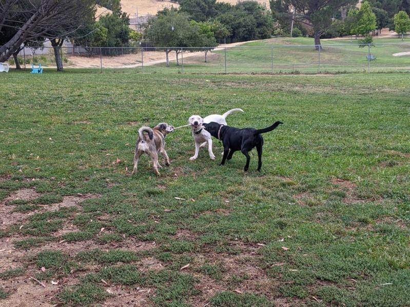 Sweety, a Adoptable mixed breed in Gilroy, CA image 3/6