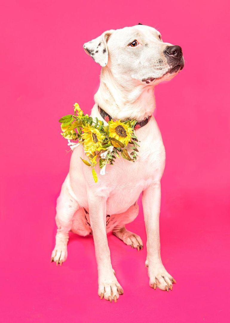 Sweety, a Adoptable mixed breed in Gilroy, CA image 4/6