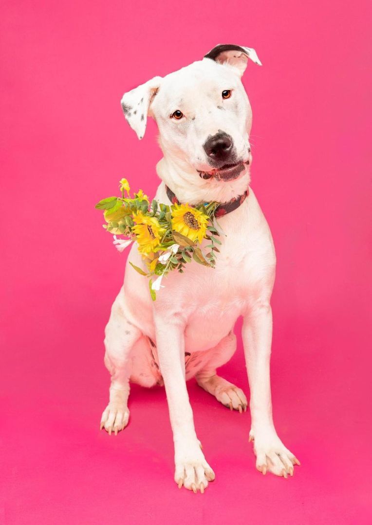 Sweety, a Adoptable mixed breed in Gilroy, CA image 5/6