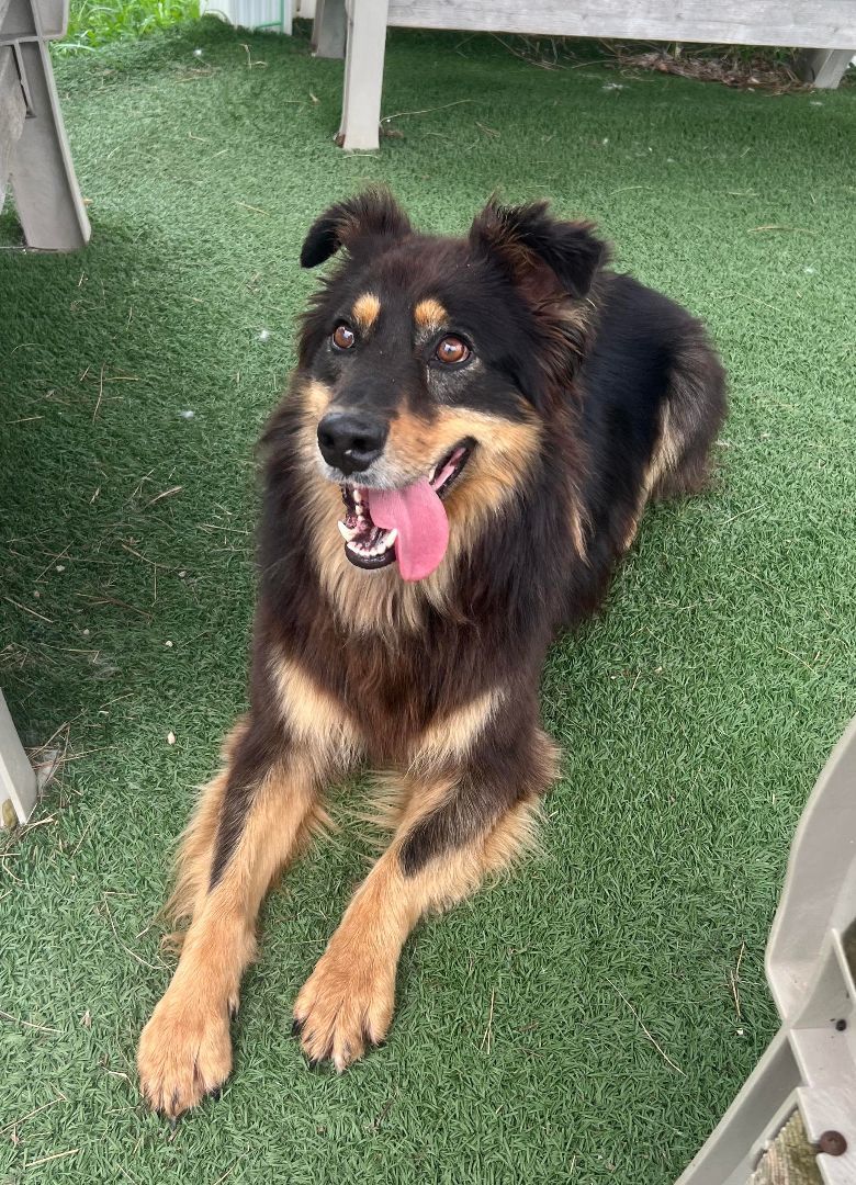 Enlarge Dax, a Adoptable Australian Shepherd in Auburn, NE image 2/4