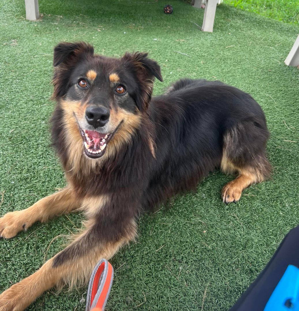 Enlarge Dax, a Adoptable Australian Shepherd in Auburn, NE image 3/4
