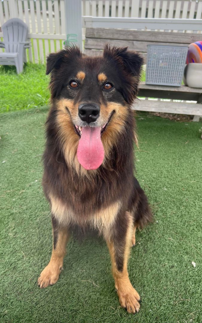 Enlarge Dax, a Adoptable Australian Shepherd in Auburn, NE image 4/4